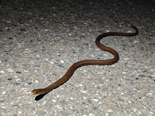 Chiwen keelback