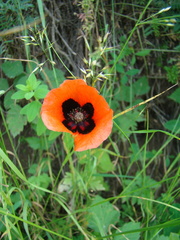Papaver arenarium