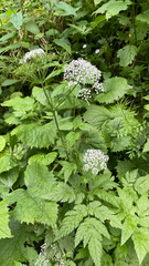 Chaerophyllum hirsutum, photograph (c) Jon Davies, some rights reserved (CC BY)