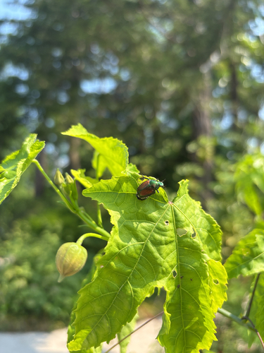 Japanese Beetle