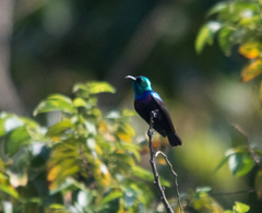 Cinnyris bifasciatus