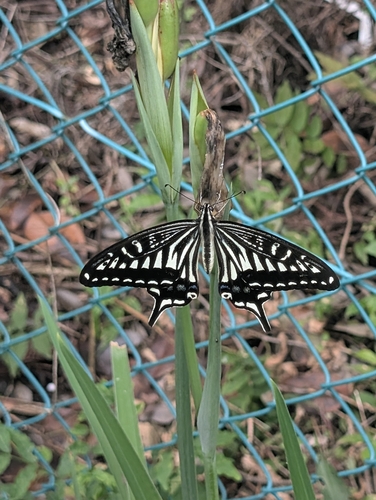 Chinese Yellow Swallowtail