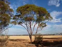 Eucalyptus aequioperta