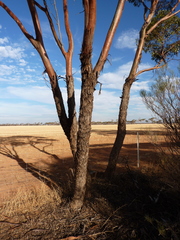 Eucalyptus aequioperta
