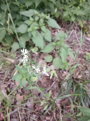 Silene dichotoma, photograph 1