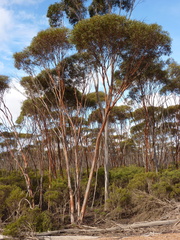 Eucalyptus dielsii