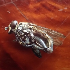 Orthoprosopa bilineata