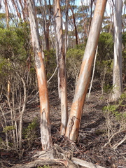 Eucalyptus dielsii