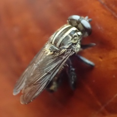 Orthoprosopa bilineata