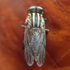 Orthoprosopa bilineata