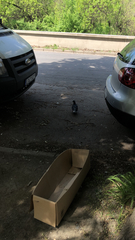 Columba livia domestica