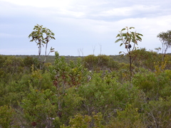 Eucalyptus brandiana