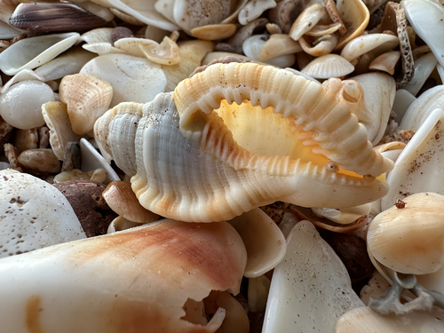 Monoplex pilearis observed 2026-06-27