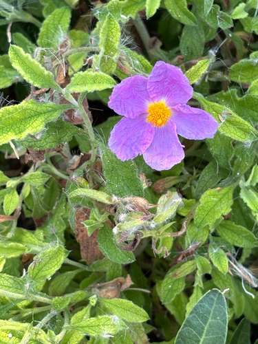 Hoary Rock-rose
