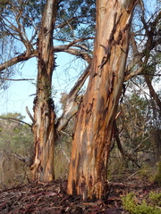 Eucalyptus newbeyi