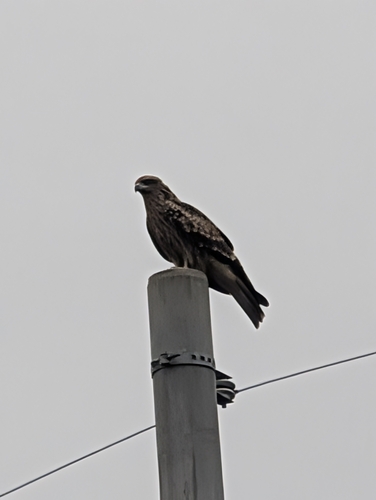 Black-eared Kite