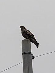 Black-eared Kite