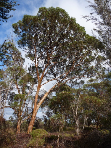 Newbey's Yate (Eucalyptus newbeyi)