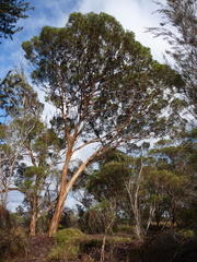 Eucalyptus newbeyi