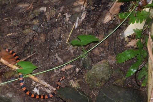 Photo of a Barred Coral Snake (calligaster) (Hemibungarus calligaster)