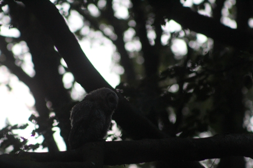 Tawny Owl