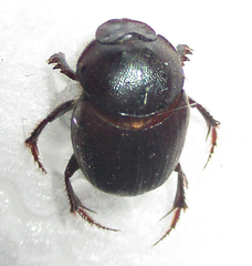 Onthophagus ebenus