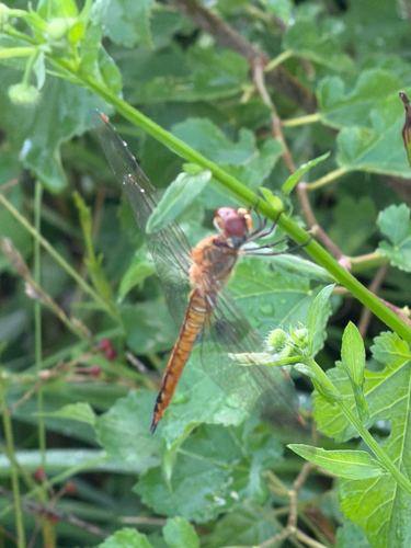 Wandering Glider