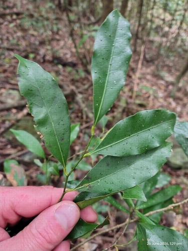 Cryptocarya bidwillii observed 2026-06-26
