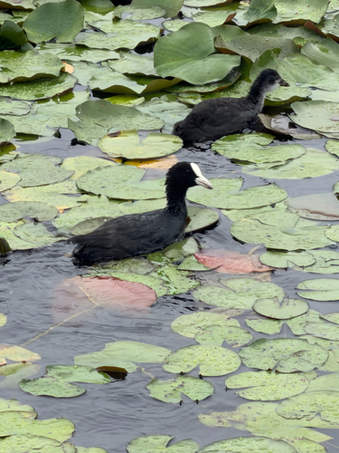 Eurasian Coot