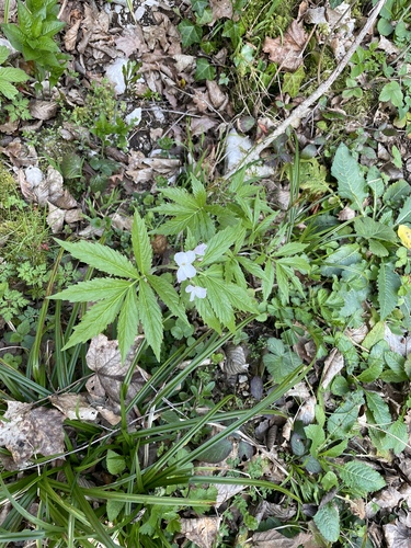 Cardamine heptaphylla, photograph 6