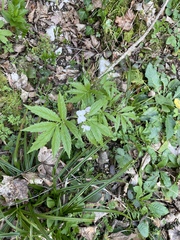 Cardamine heptaphylla, photograph (c) Thomas Dreux, some rights reserved (CC BY)