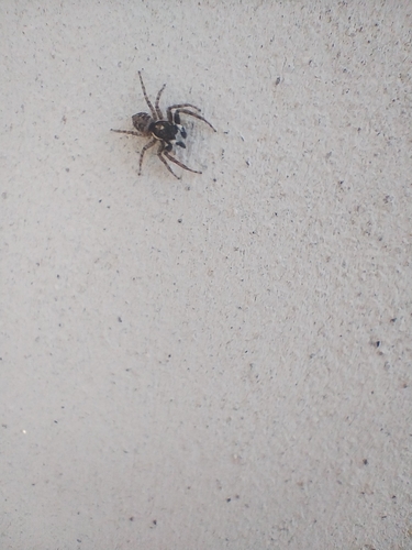 Half-edged Wall Jumping Spider