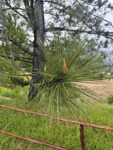 Pinus merkusii