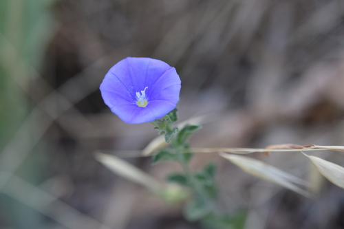 Convolvulus sabatius mauritanicus