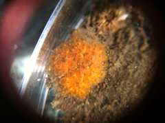 Botryllus schlosseri