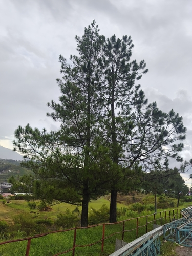 Pinus merkusii, photograph 3