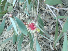 Hakea laurina
