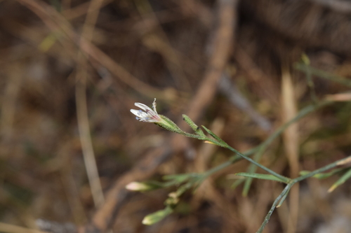 Dianthus illyricus