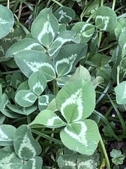 Trifolium repens