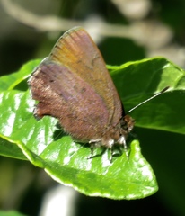 Callophrys augustinus iroides