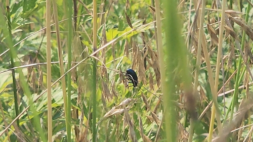 Chrysochus chinensis