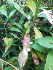 Ruscus