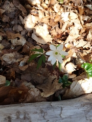 Anemonoides nemorosa