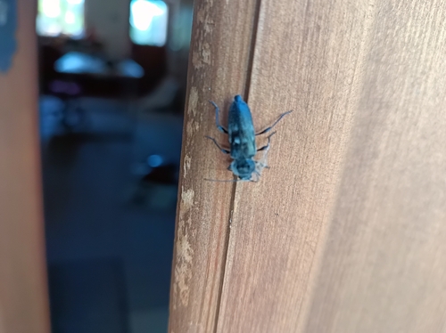 House Longhorn