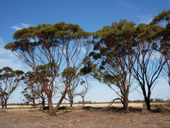 Eucalyptus sargentii sargentii