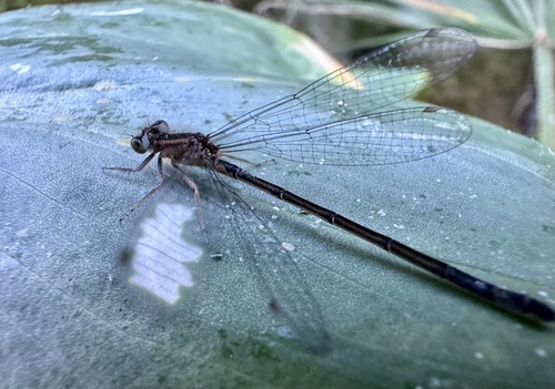 Blue-tailed Damselfly