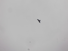 Black Kite