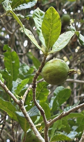 Gardenia urvillei, photograph 1