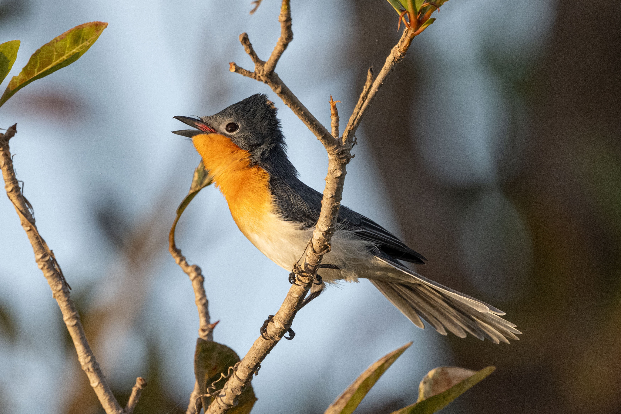 Broad-billed Flycatcher (Myiagra ruficollis), photo 6