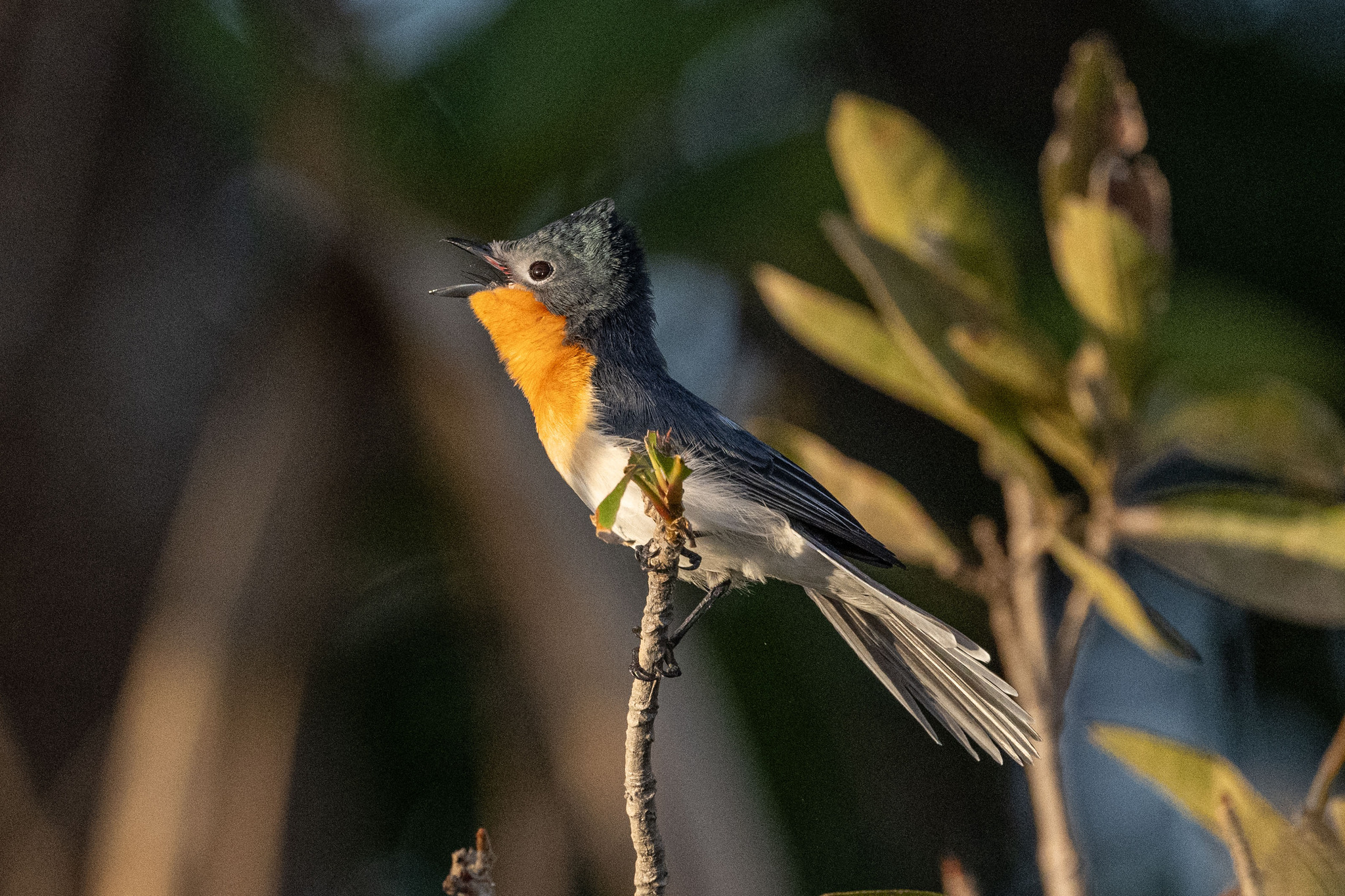 Broad-billed Flycatcher (Myiagra ruficollis), photo 7